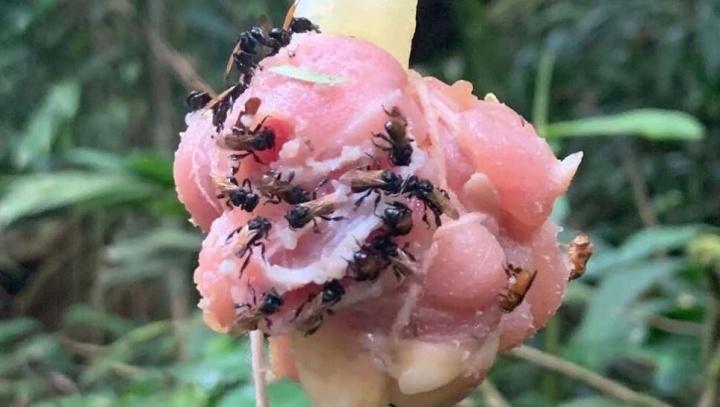 Abejas “buitre” prefieren carne podrida en vez de néctar