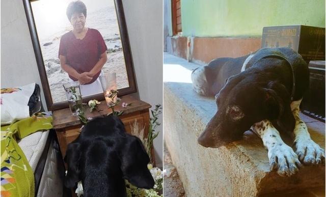 Perrita conmueve internet por visitar habitación de dueña fallecida