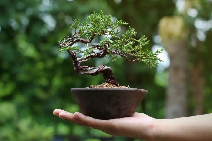 Bonsái, consejos de cultivo en casa