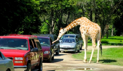 Zoofari: Santuario de Vida Animal en Morelos