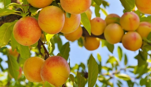 Frutas de temporada en julio: frescura y salud en cada bocado