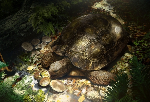 F&oacute;sil europeo revela origen antiguo del g&eacute;nero de tortugas Manouria