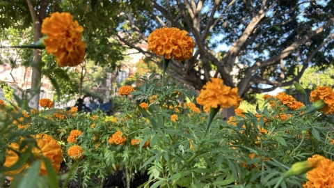 La flor de cempasúchil es uno de los elementos más simbólicos de la temporada de Día de Muertos en México.