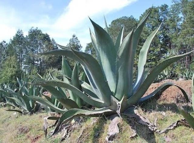 El pulque viene de la luna 