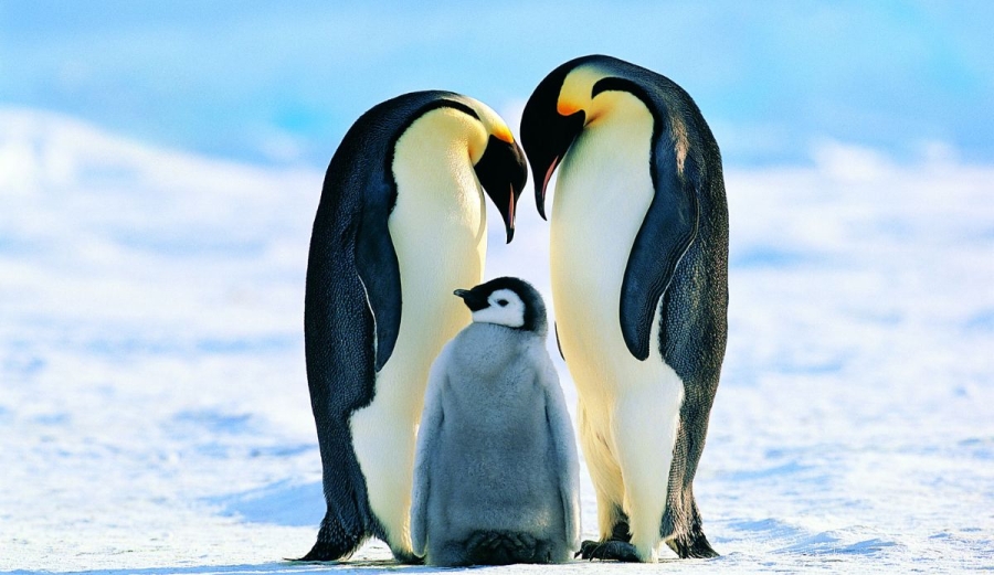 Día Mundial de los Pingüinos: una celebración por su conservación