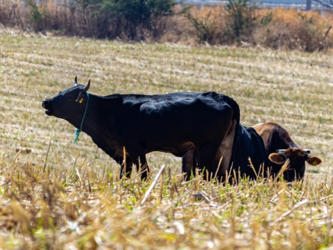 Impulsa Sedagro acciones permanentes de sanidad ganadera en Morelos