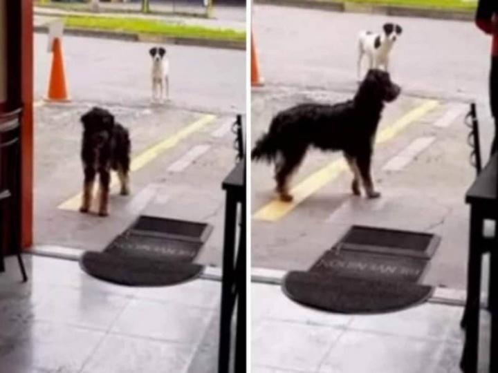 Perro invita a comer a un restaurante a su mejor amigo.