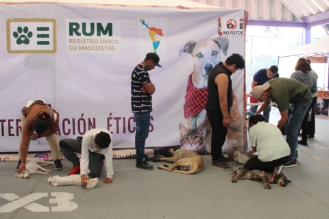 Encabeza edil capitalino campaña masiva de esterilización de perros y gatos en UD &#039;El Centenario&#039;