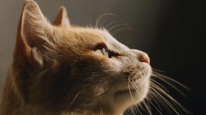 ¿Qué pasa si le cortas los bigotes a tu gato? ¡Nunca lo hagas!