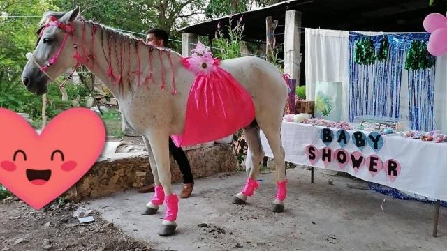 Familia celebra &quot;Baby Shower&quot; de su yegua.