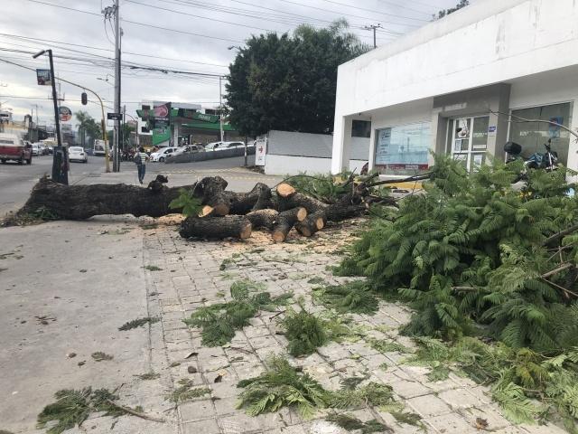 Se debe obligar a empresas a restituir árboles dañados, reclaman