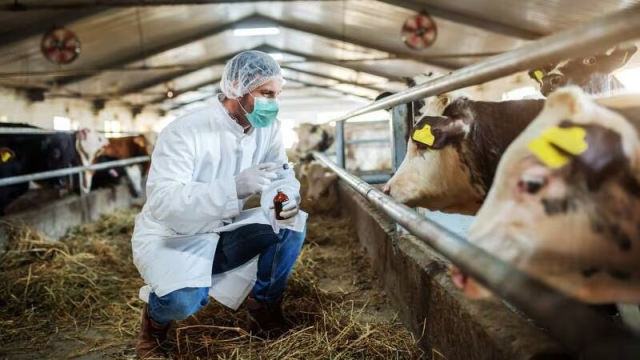 Costa Rica declara emergencia sanitaria por gusano barrenador en ganado