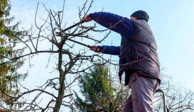 Fue atropellado mientras podaba un árbol