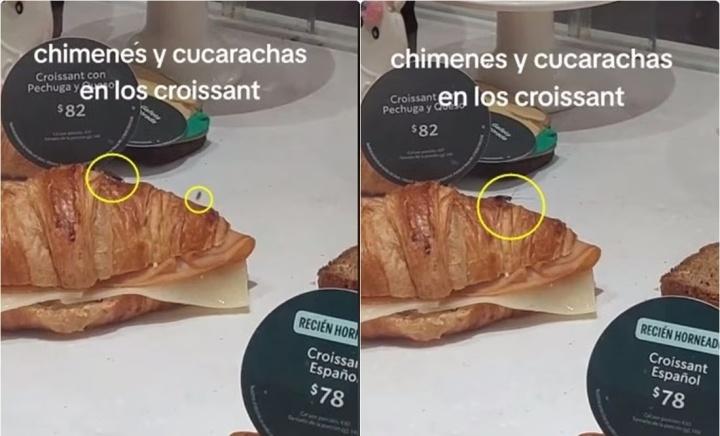 ¿Croissants con cucarachas? Denuncian presencia de plagas en sucursal de Starbucks