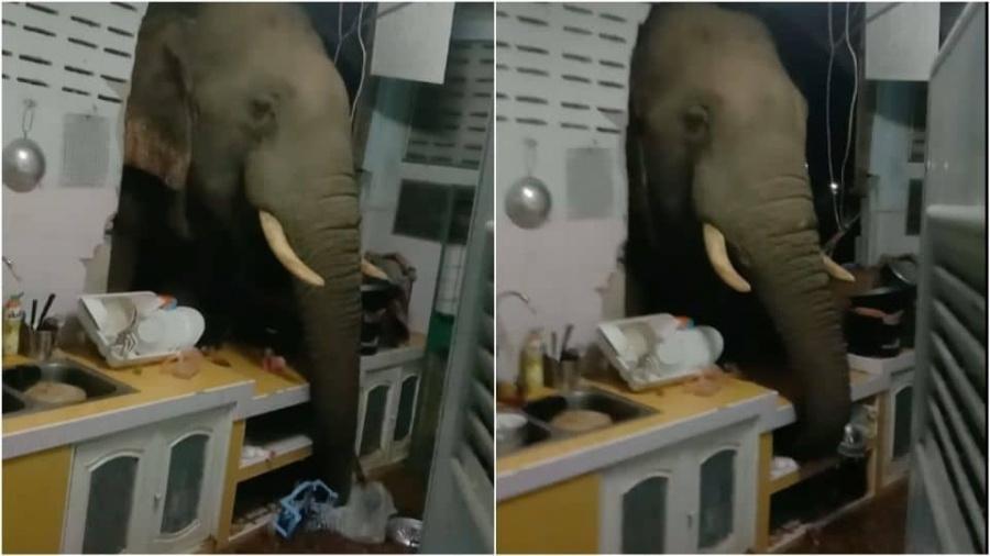 Familia recibe la visita de un elefante en su cocina.