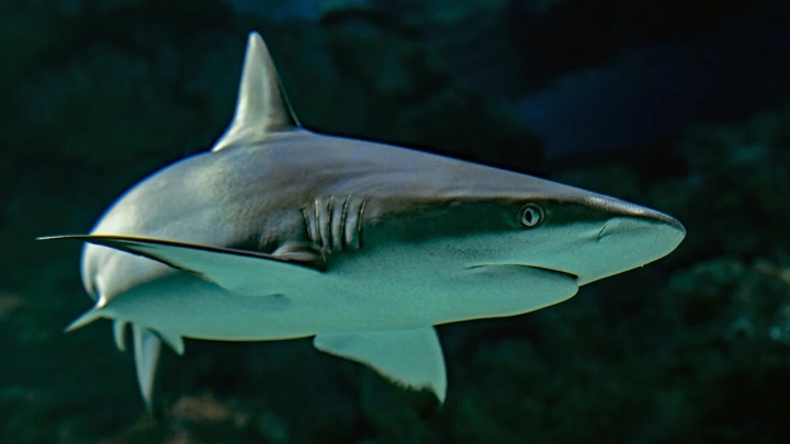Tiburones y rayas de aguas profundas en peligro de extinción