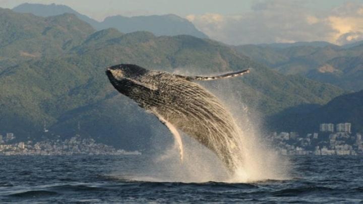 Ballenas dentadas primitivas fueron las primeras en el océano Pacífico hace 28 millones de años