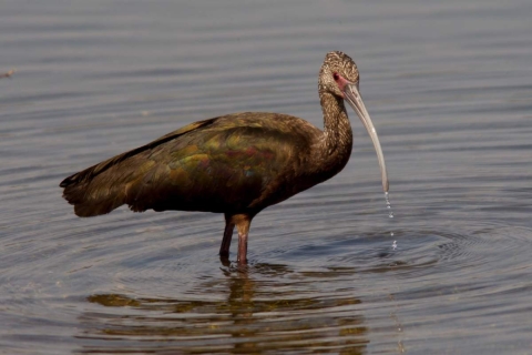 Observar aves, una forma de meditar