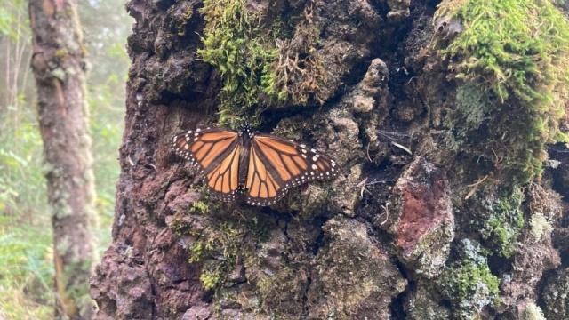 Por hibernación, mariposa monarca regresa a santuarios en el Edomex