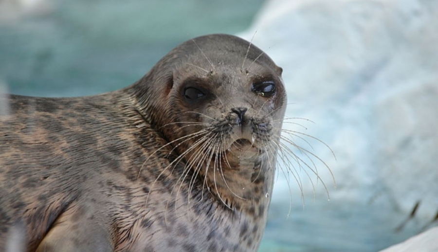 Las focas ajustan su buceo según el oxígeno en su sangre