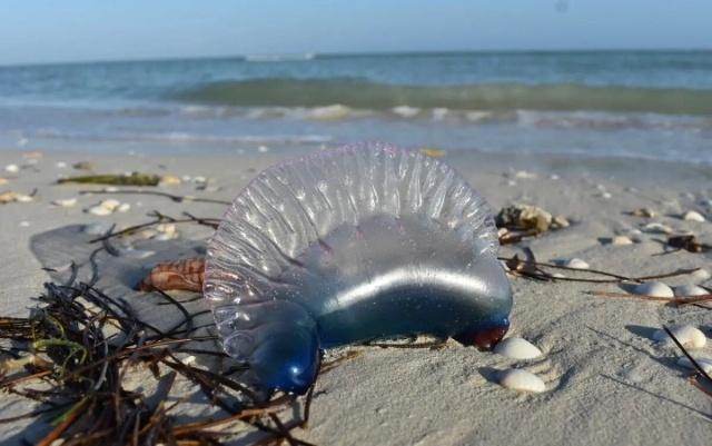 Emiten alerta por medusa peligrosa en playas de México