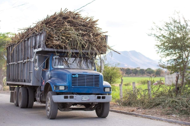 El cultivo de caña en diversos municipios del Morelos es una de las principales actividades agrícolas.