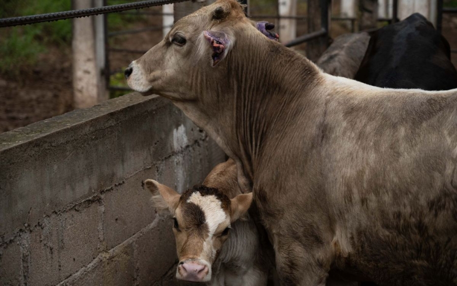 Gobierno activa emergencia nacional de sanidad animal por gusano barrenador