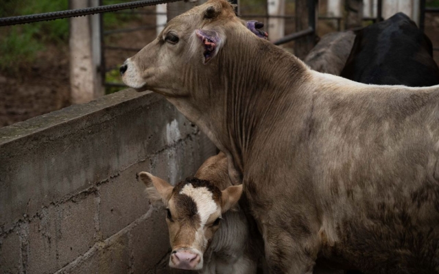 Gobierno activa emergencia nacional de sanidad animal por gusano barrenador