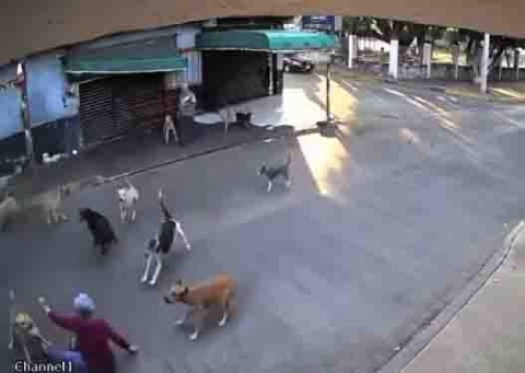 Indignaci&oacute;n de vecinos por ataque de perros a una mujer en Cuautla