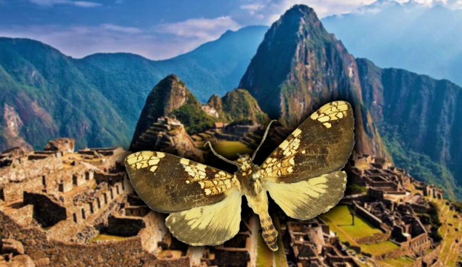 Descubren nueva mariposa en Machu Picchu, aumenta diversidad biológica