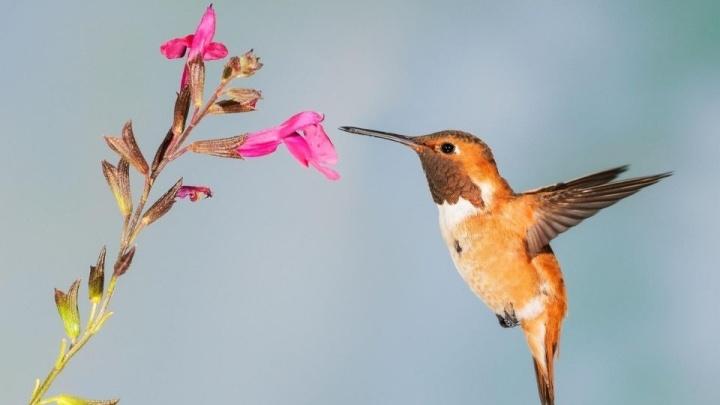 ¿Te gustan los colibríes? 3 plantas perfectas para atraerlos a tu hogar