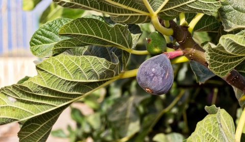 Descubre los beneficios curativos de las hojas de higo y cómo utilizarlas