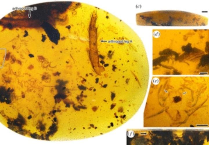 Araña con cientos de huevecillos atrapada en ámbar tiene millones de años