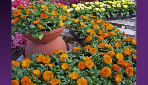 Plantas Repelentes que Actúan Como Insecticidas Naturales para Controlar Plagas en Época de Calor