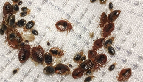 ¿Cómo identificar un nido de chinches en casa? 3 formas eficaces para sacarlas de su escondite