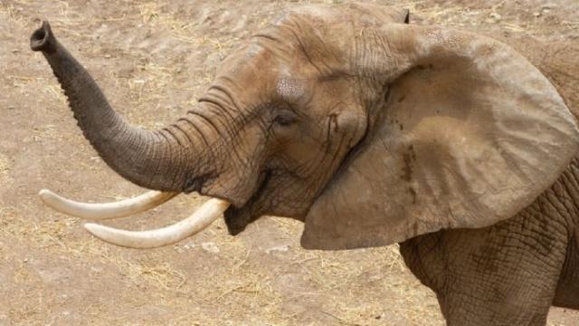 El Centro de Conservación de San Juan de Aragón recibe a la elefanta africana &#039;Gipsy&#039;