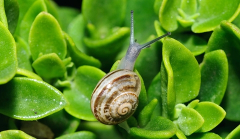 Caracoles y babosas: Cómo proteger tu jardín de estas plagas