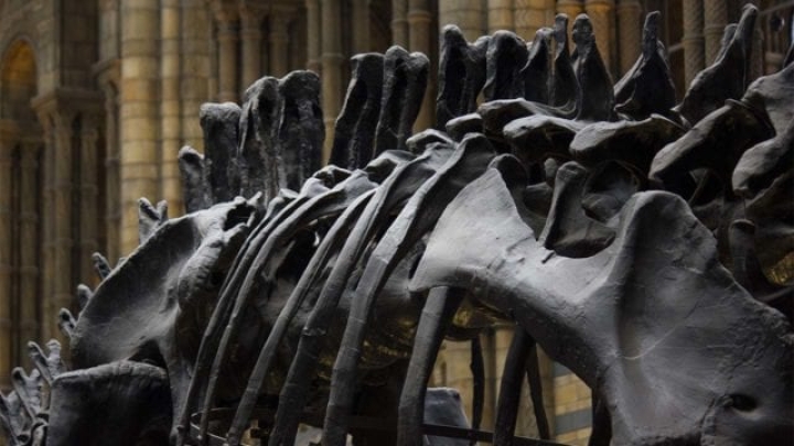 Encuentran huesos de una nueva especie de titanosaurio del Cretácico