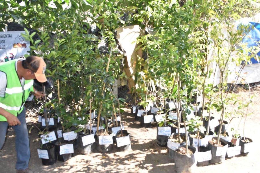 Temixco celebra éxito del programa 'Adopta un árbol'