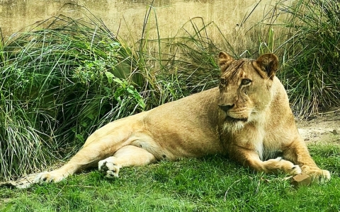 Hombre muere tras ingresar al recinto de una leona en zool&oacute;gico de Brasil
