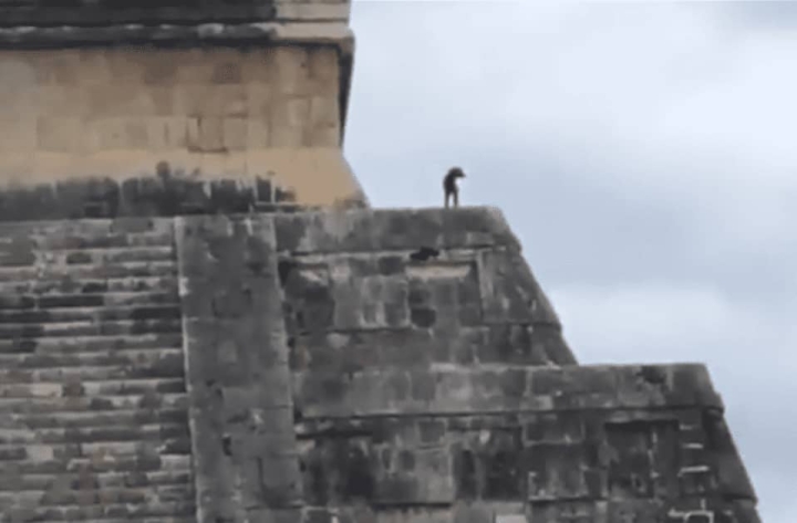 Perrito se escapa y sube a la pirámide de Chichén Iztá.