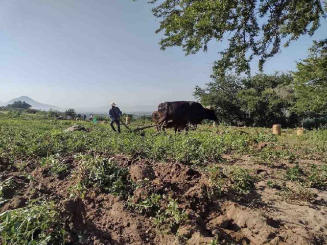 El campo resultó severamente afectado por la falta de lluvias durante el ciclo agrícola pasado.