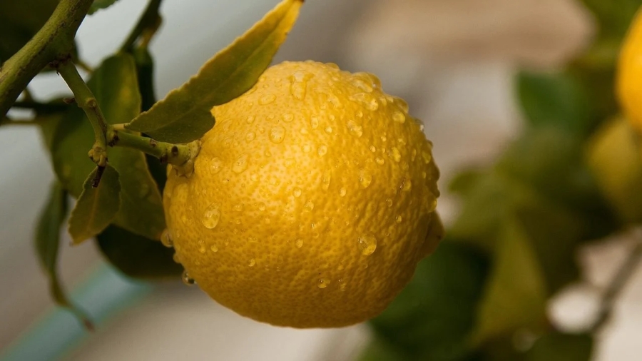 Solsticio de verano: 5 tips para aprovechar la temporada y que tus árboles den frutos