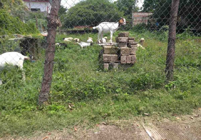 Los vecinos dijeron que el propietario ya tuvo un problema semejante hace años y ahora él es el que lo está ocasionando.