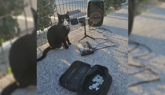 Conoce a Mermelada, el gatito m&aacute;s famoso de Tijuana: VIDEO