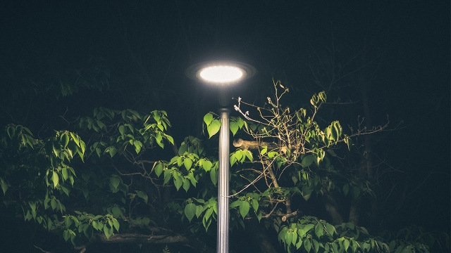 Luz artificial nocturna altera el crecimiento y ciclo de las plantas