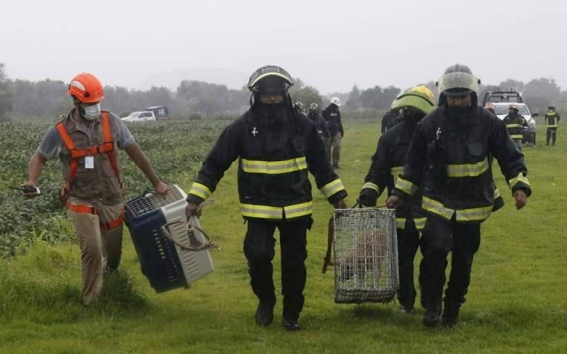 Rescatan a Spay y Spike del socavón en Puebla.