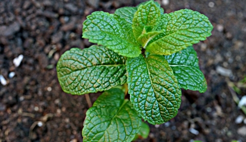 Guía práctica: cómo cultivar menta en maceta y tenerla siempre fresca en casa