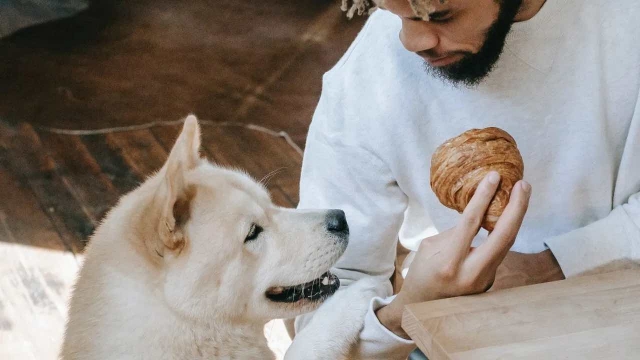 ¿Por qué los perros no pueden comer chocolate y qué les pasa si lo hacen?