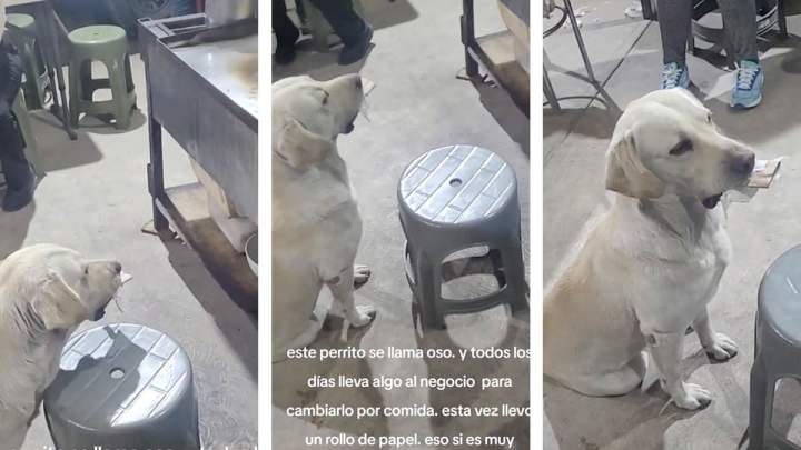 Un trueque adorable: Perrito cambia objetos por comida y se vuelve viral